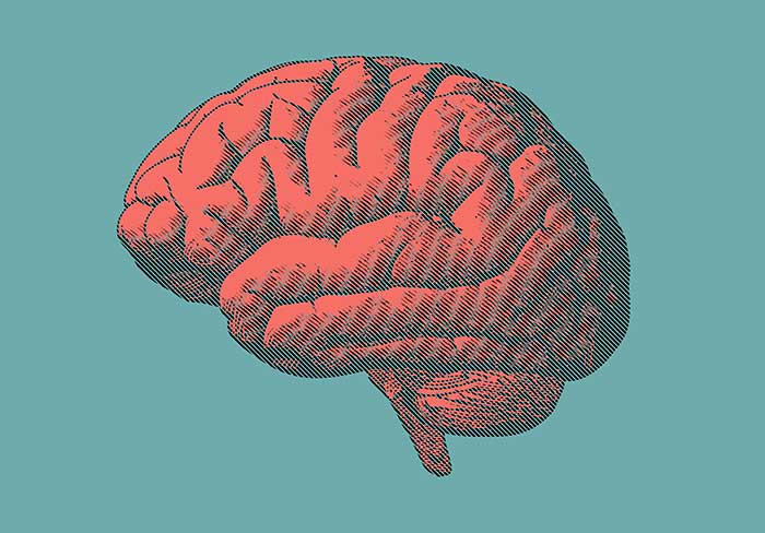 Illustration d'un cerveau pour la mentalité financière